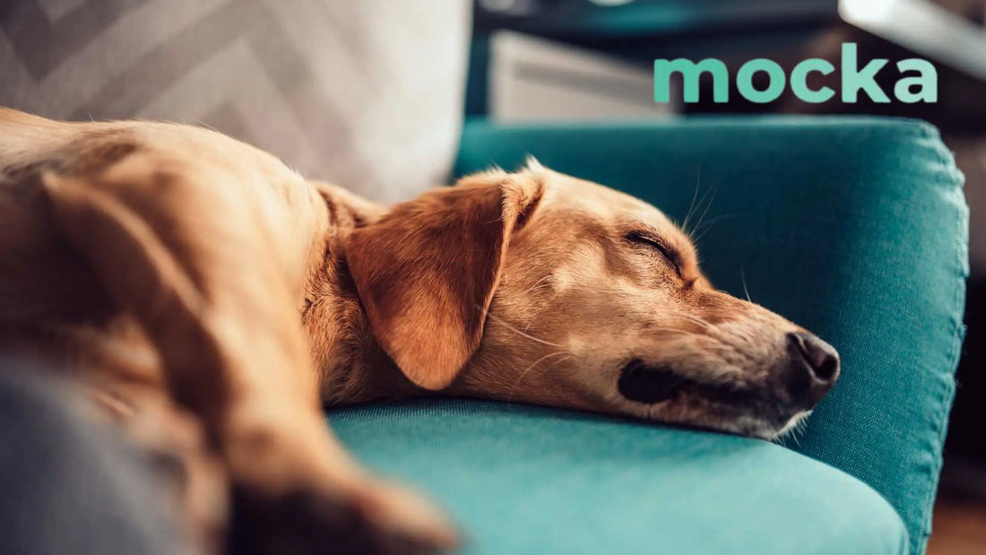 Perro relajado en el sofá disfrutando de su cama para mascotas de Mocka Store, tienda online en España con productos de confort y bienestar para perro