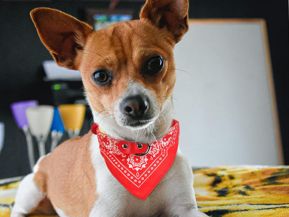 Collar para perro con bandana para perro gato m